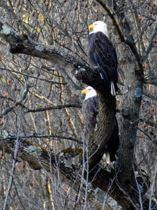 Bald Eagle Pair