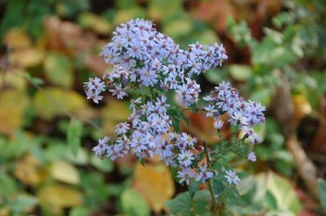 Wild Aster
