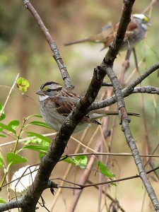 white throated sparrows