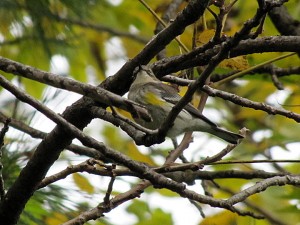 Yellow Rumped Warbler