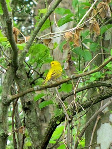 yellow warbler