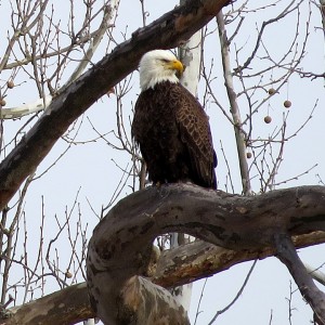 Bald Eagle on Lynn Island