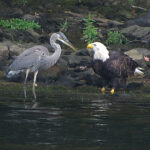 Great Blue Heron and Bald Eagle