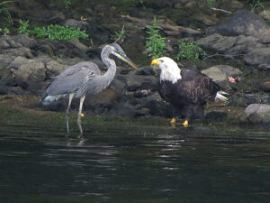 Great Blue Heron and Bald Eagle