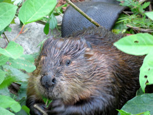 A beaver munching away.