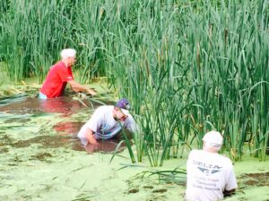 CAT Team members remove invasive cattails