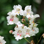 Catalpa tree bloom