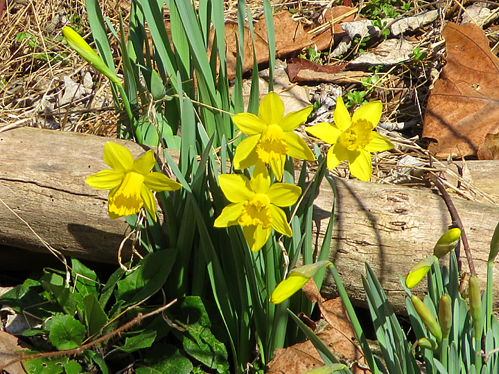 Daffodils along the Delaware Canal towpath