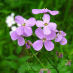 Dame's Rocket Biennial Flower