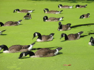 Canada geese gobble up duckweed. 