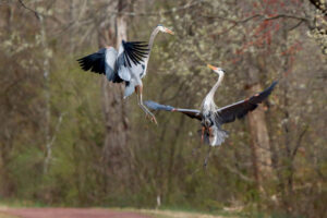 Great Blue Heron pair courting in flight