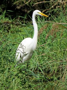 Great Egret