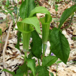 Jack-in-the-pulpit