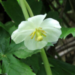 Mayapple