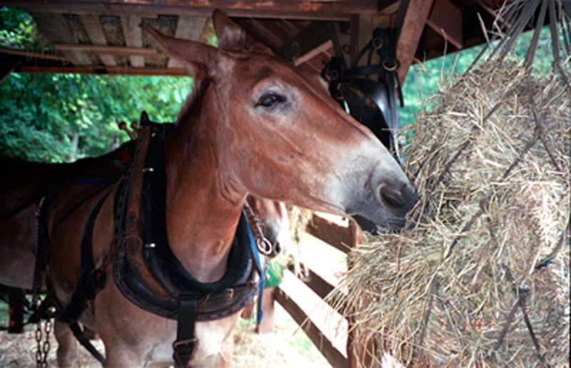 Mules-2-07-01-2001-800px