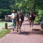 Mules pulling a canal boat