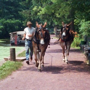 mules pulling canal boat