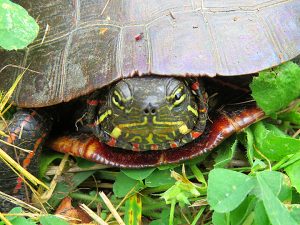 Painted Turtle Along Towpath