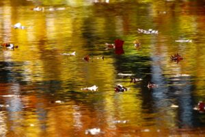 Fall reflection in water