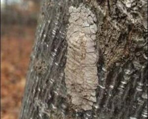 A Spotted Lanternfly egg mass.