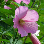 Swamp Rose-Mallow