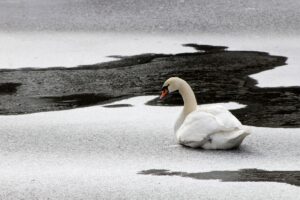 Mute Swan on Icy Canal