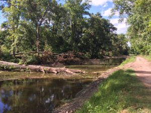 Storm-struck tree at Bowman's Hill