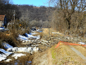 sycamore tree cut down new towpath