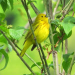 yellow warbler