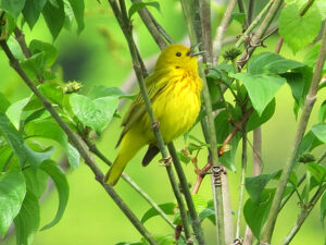 A Yellow Warbler along the Delaware Canal