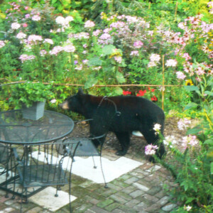 Black Bear August 2011