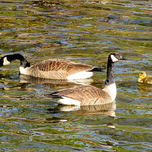 Pair of Canada Geese with Gosling Canada Geese