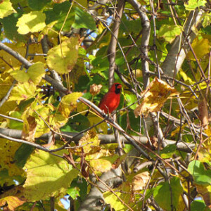 Cardinal in Grapevines on the Towpath Cardinal