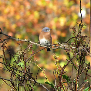 Eastern Bluebird at Washington Crossing Park Eastern Bluebird
