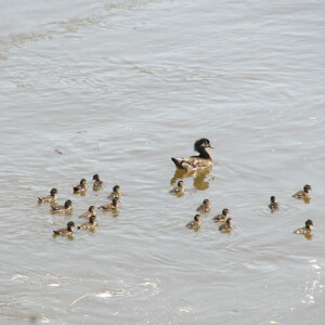 Family Of Wood Ducks near Raubsville, PA Family Of Wood Ducks