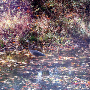 Heron in the canal Heron in the canal