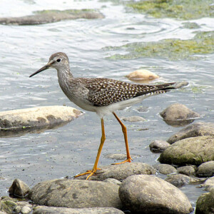 Lesser Yellowlegs, a medium-sized shore bird found along the banks of the Delaware River Lesser Yellowlegs