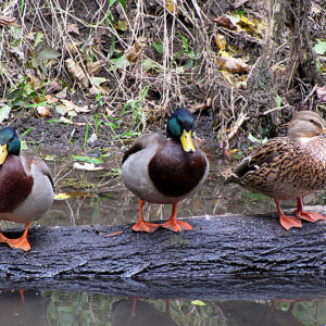 Mallards On A Log Mallards On A Log