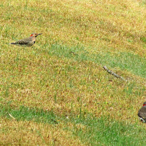 Northern Flickers Northern Flickers