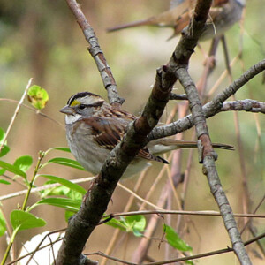 White Throated Sparrows white throated sparrows
