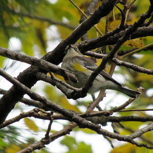 Yellow Rumped Warbler Yellow Rumped Warbler