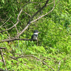 Belted Kingfisher Belted Kingfisher