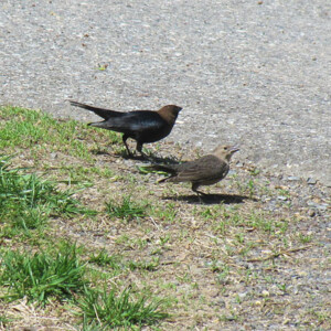 Brown Headed Cowbirds Brown Headed Cowbirds