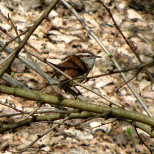 Carolina Wren Carolina Wren