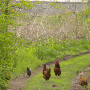 Chickens on the towpath Chickens on the towpath