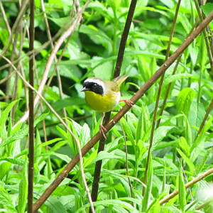 Common Yellowthroat Warbler Common Yellowthroat Warbler