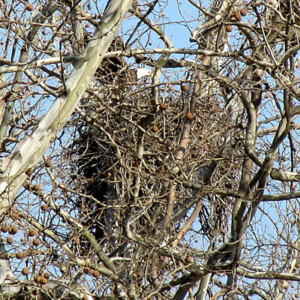 Eagle in nest Eagle in nest