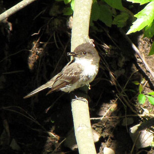Eastern Phoebe, a local songbird Eastern Phoebe