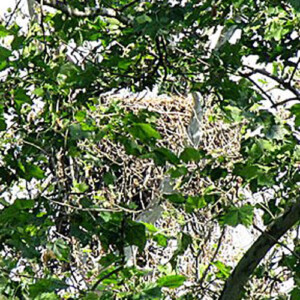 Empty Eagle's Nest Empty Eagle's Nest