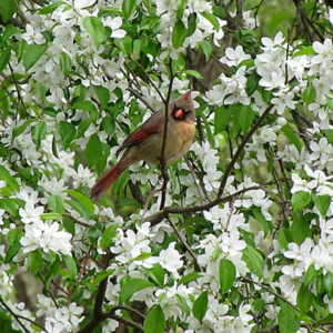 Female Cardinal Female Cardinal